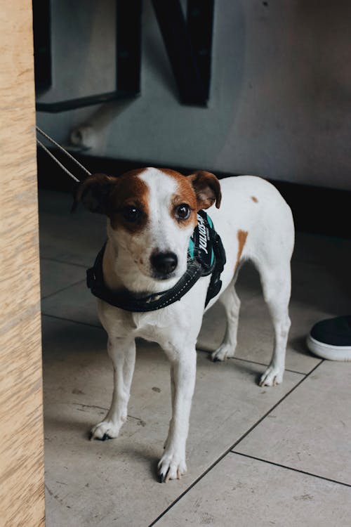 Δωρεάν στοκ φωτογραφιών με jack russell terrier, αξιολάτρευτος, βλέπω Φωτογραφία από στοκ φωτογραφιών