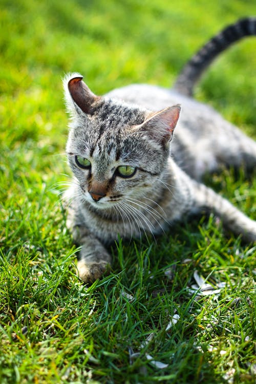 Δωρεάν στοκ φωτογραφιών με tabby cat, αιλουροειδές, γκρο πλαν