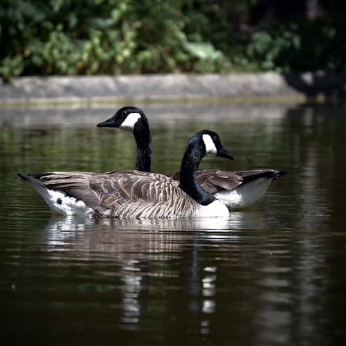 Free Geese on Water Stock Photo