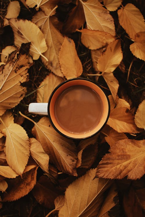 Gratuit Photos gratuites de automne, brun, café Photos