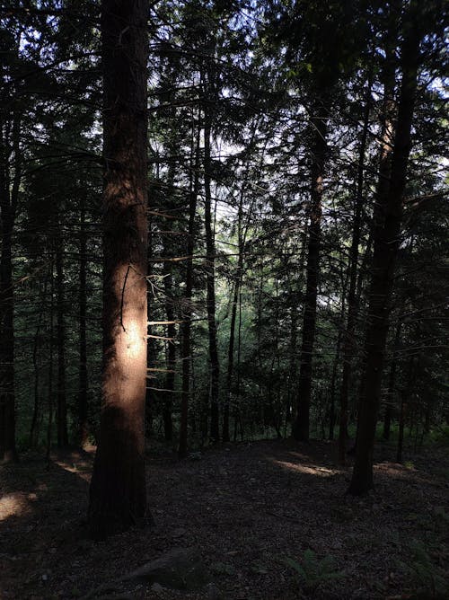 un raggio di sole nel bosco