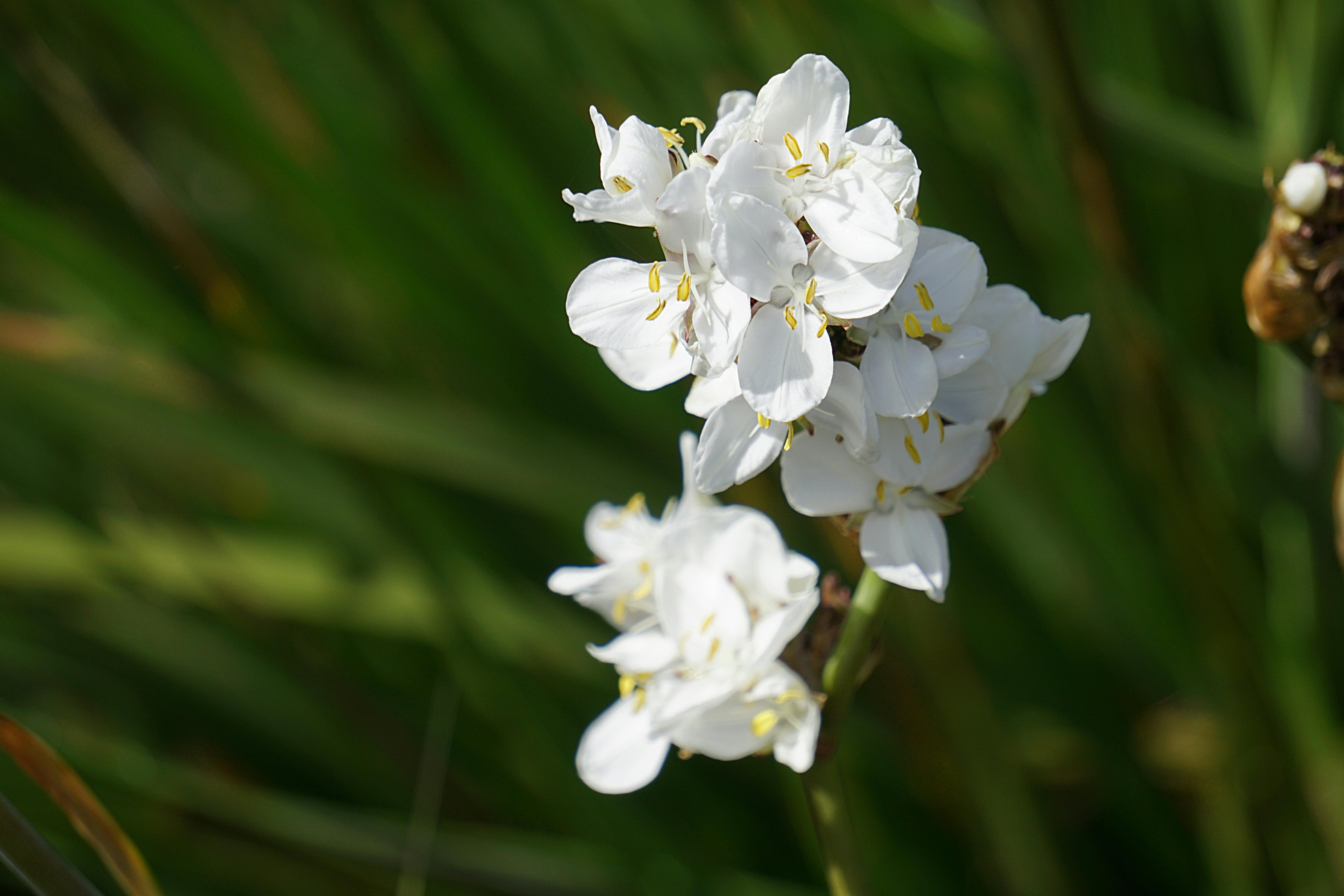 Free stock photo of fleurs, fleurs blanches, floraison