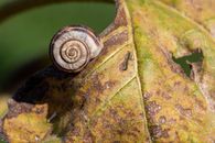 Brown Snail on Green Leaf