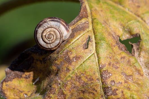 Close-up of a snail resting on a decaying autumn leaf highlighting nature's transition.