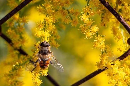 Gratis lagerfoto af blomster, blomstrende, flora