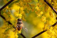 Yellow and Black Bee on Yellow Flower