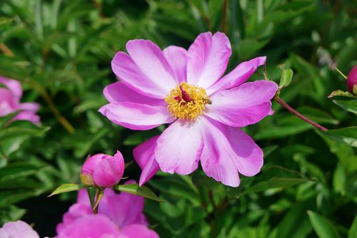 Free Close-up of a vibrant purple peony in full bloom with green leaves in the background. Stock Photo