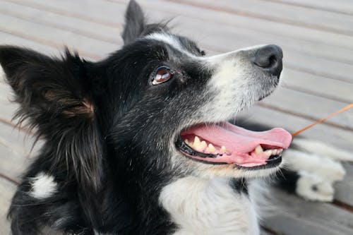 Close-Up Shot of a Border Collie