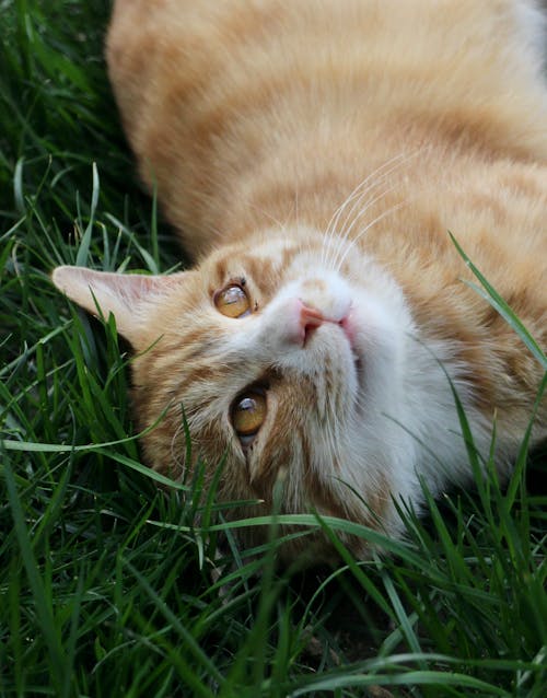 Orange Tabby Cat Lying on Green Grass