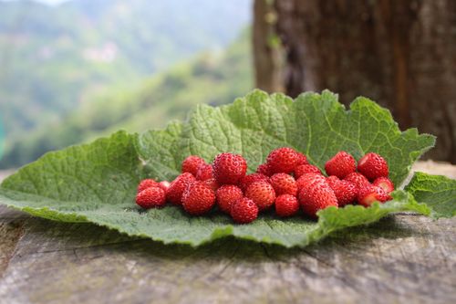 Free A vibrant close-up of fresh wild strawberries resting on a large green leaf outdoors. Stock Photo