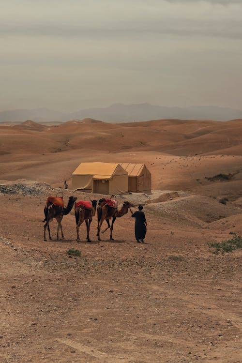 Man with Camels on Desert 