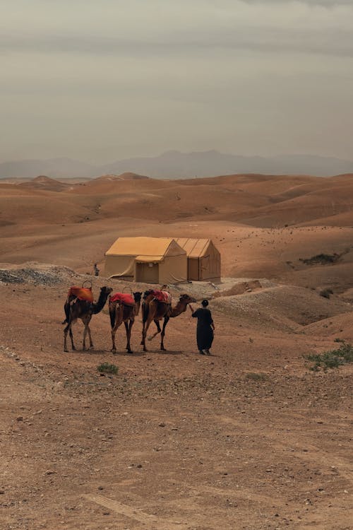 Imagine de stoc gratuită din acoperit de nori, animale, arid