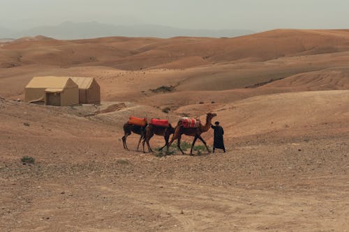 Gratis arkivbilde med bakgrunnsbilde, gå, kameler