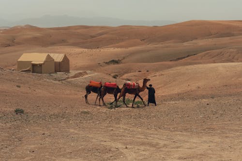 Imagine de stoc gratuită din arid, cămile, corturi