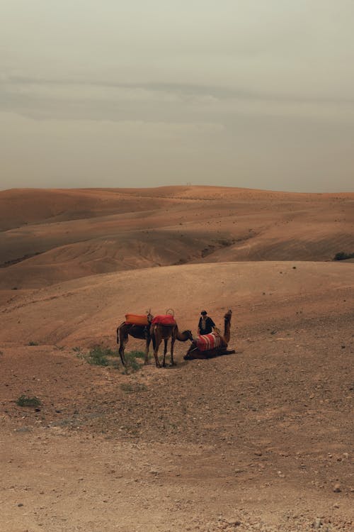 Imagine de stoc gratuită din animale, animale de lucru, aventură