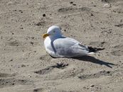 White and Gray Bird on Brown Sand
