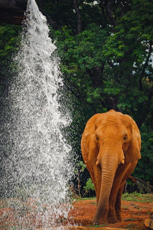 Photos gratuites de animal de zoo, eau courante, éléphant