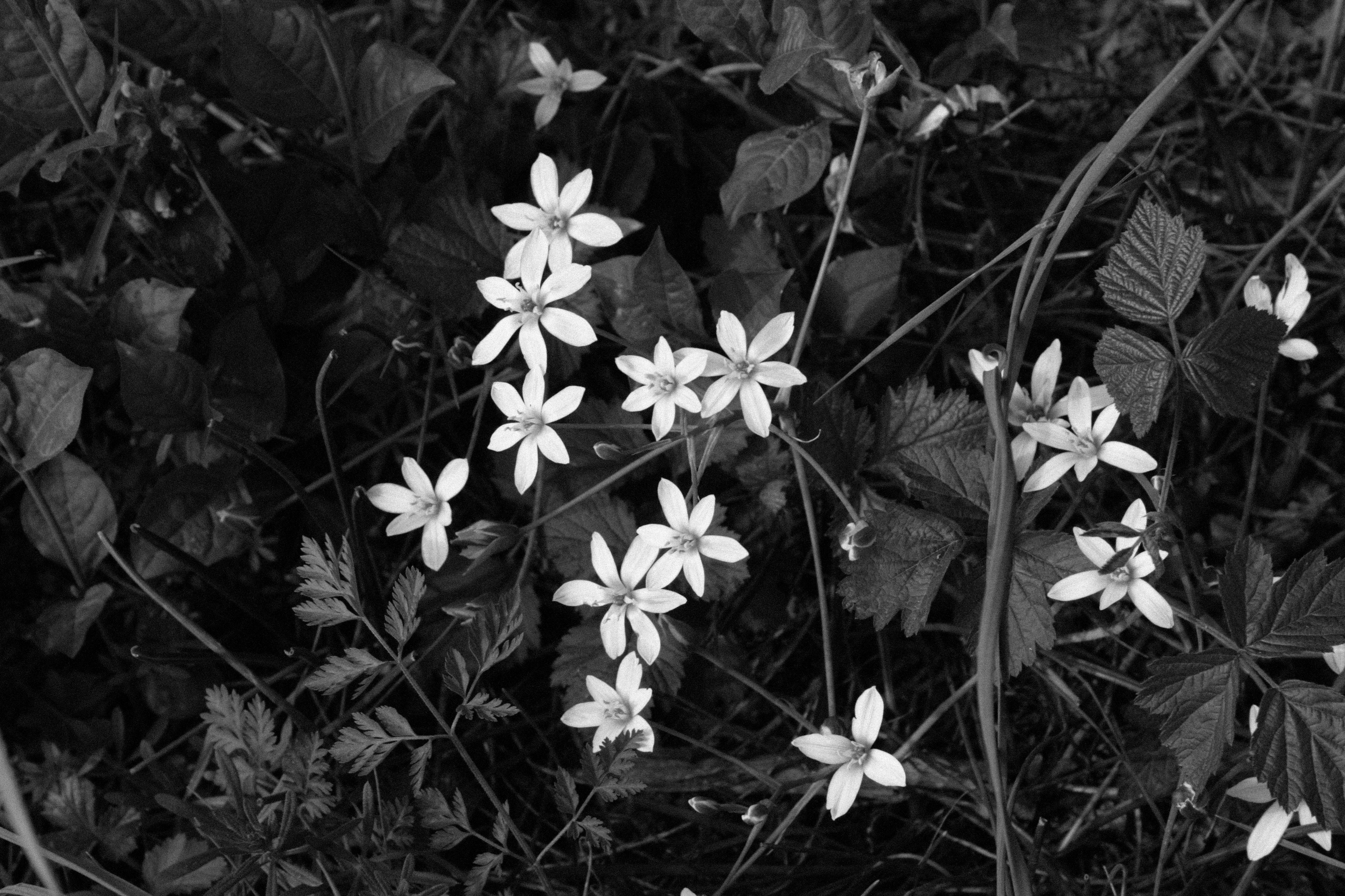 50++ Blumen bilder schwarz weiss , Kostenloses Foto zum Thema blumen, schwarz und weiß, schwarzweiss