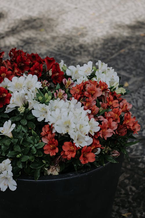 White and Red Flowers in Black Pot