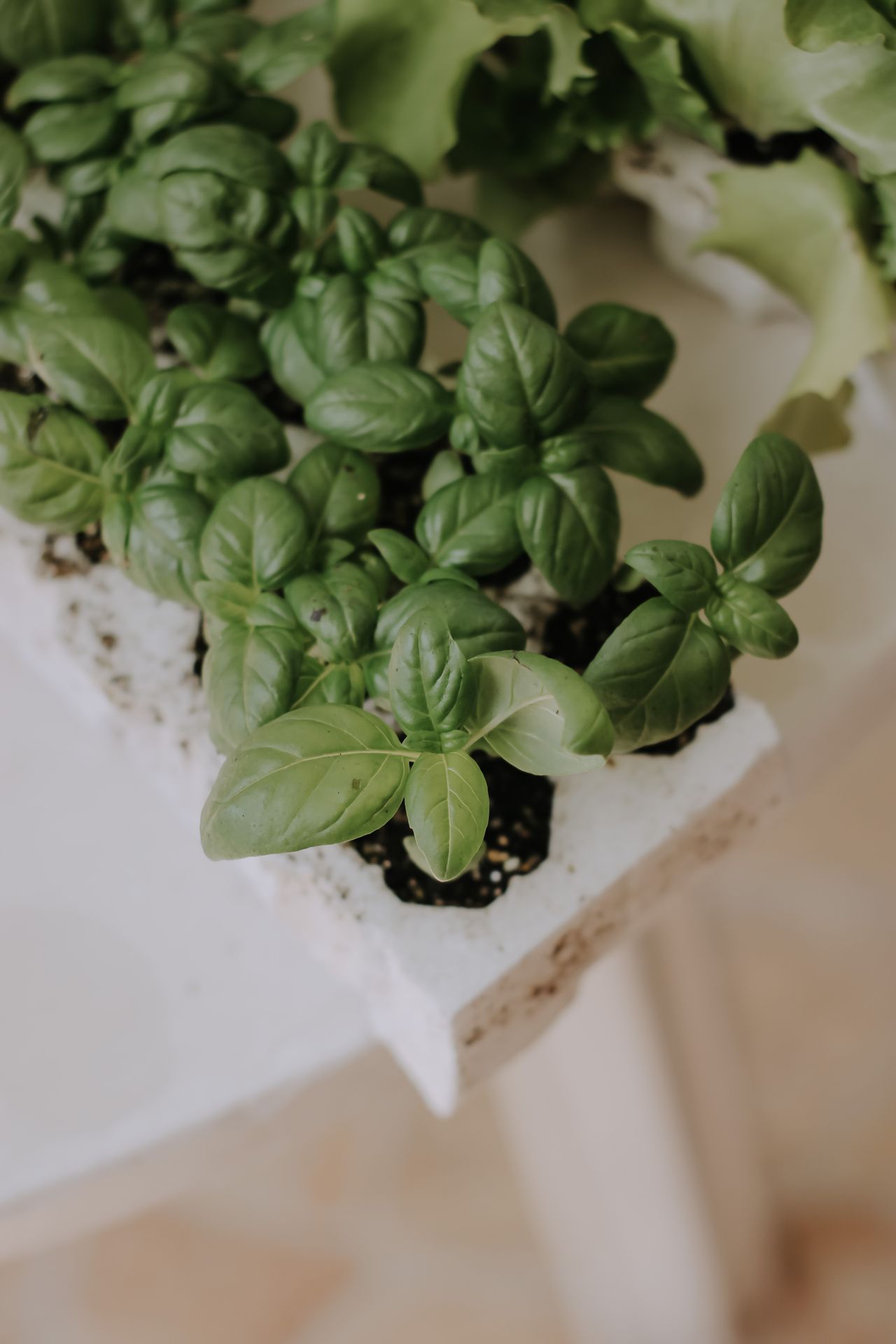 Young basil plants growing in a white countertop hydroponic tray indoors