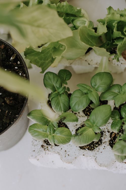 Free Fresh green herbal saplings growing indoors in recycled planters, symbolizing sustainable gardening. Stock Photo