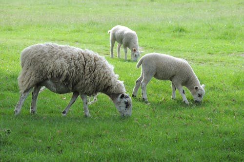 A Sheep and Her Lambs Grazing on Grassland