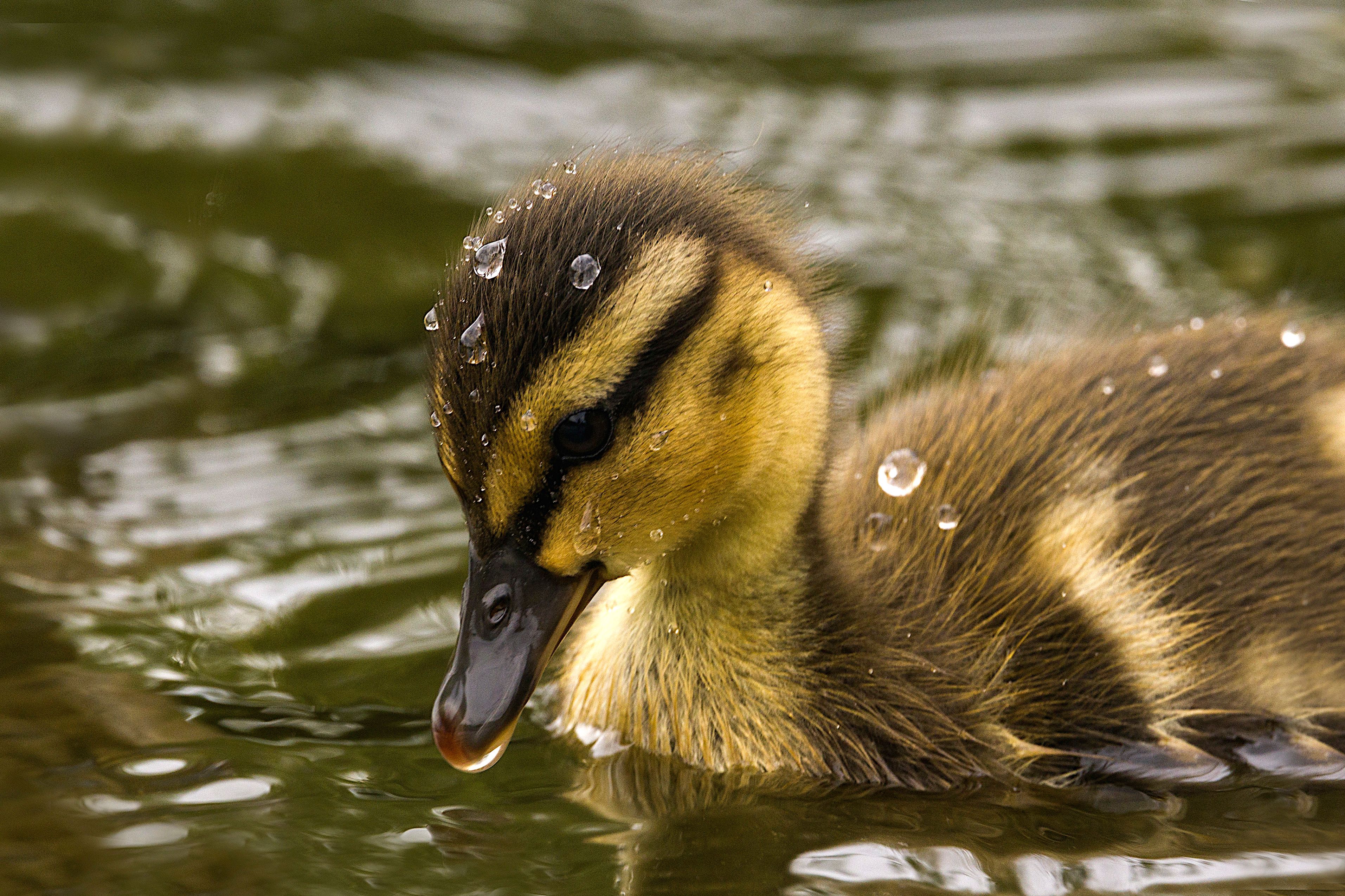 Yellow Duckling on the Wooden Table · Free Stock Photo