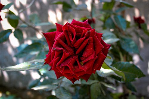 Foto stok gratis bunga, mawar, merah