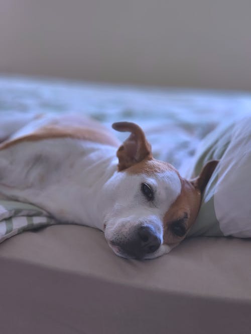 Free White and Brown Short Coated Dog Lying on White Bed Stock Photo