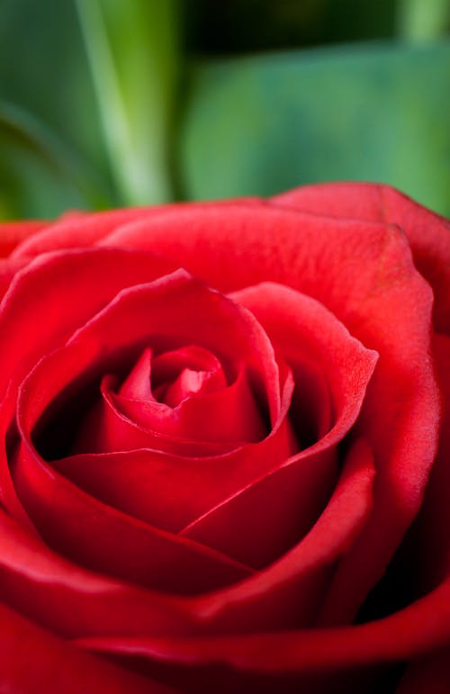 Fotobanka s bezplatnými fotkami na tému červená ruža, flóra, kvet