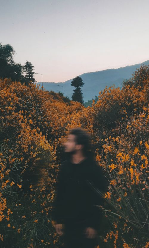 Free A blurred person stands amidst vibrant yellow flowers with mountains in the background, captured outdoors. Stock Photo