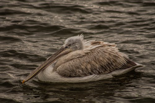 Gratis stockfoto met aviaire, beest, detailopname