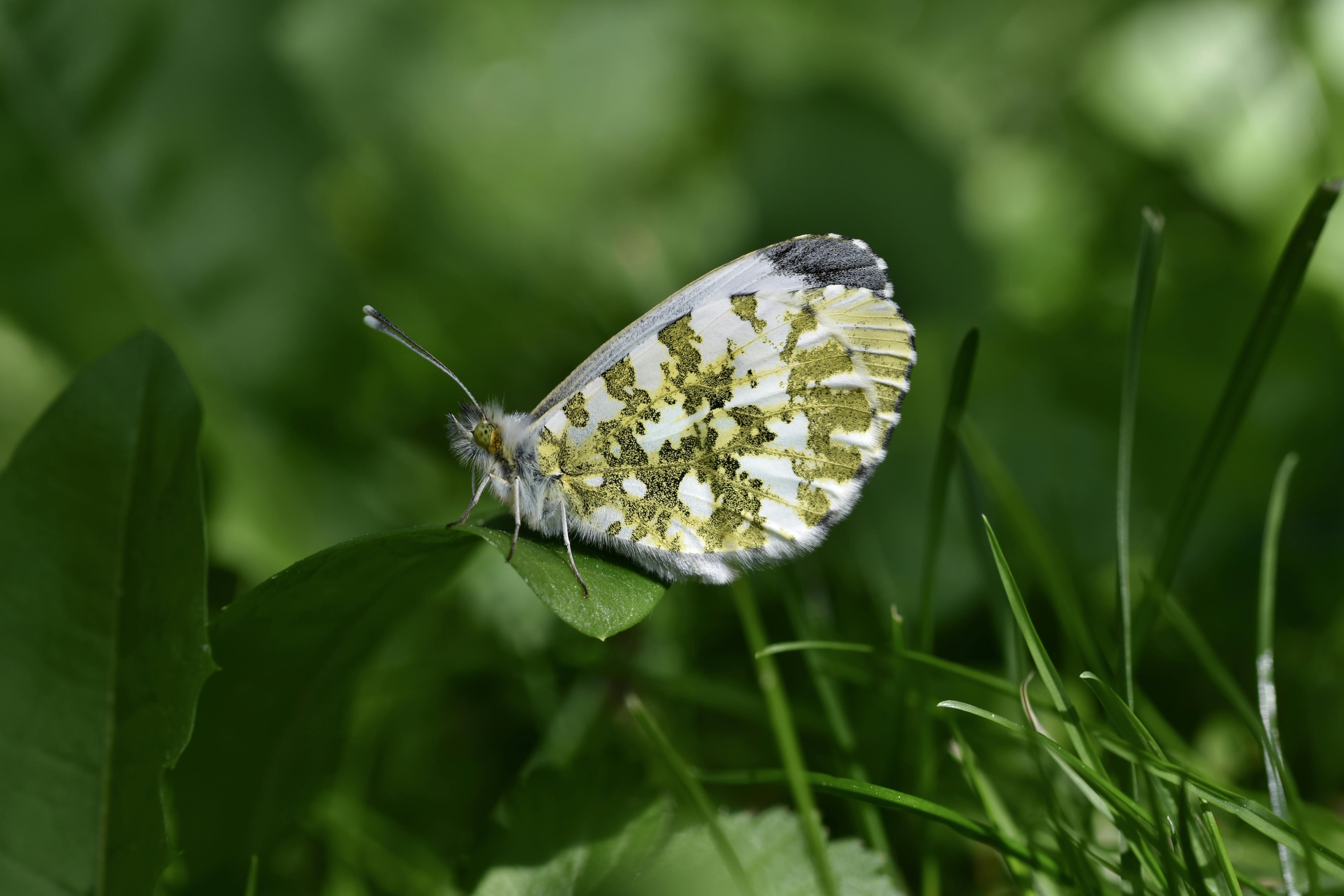 A detailed shot capturing an Orange Tip butterfly resting on a green leaf, showcasing its vibrant wing patterns.