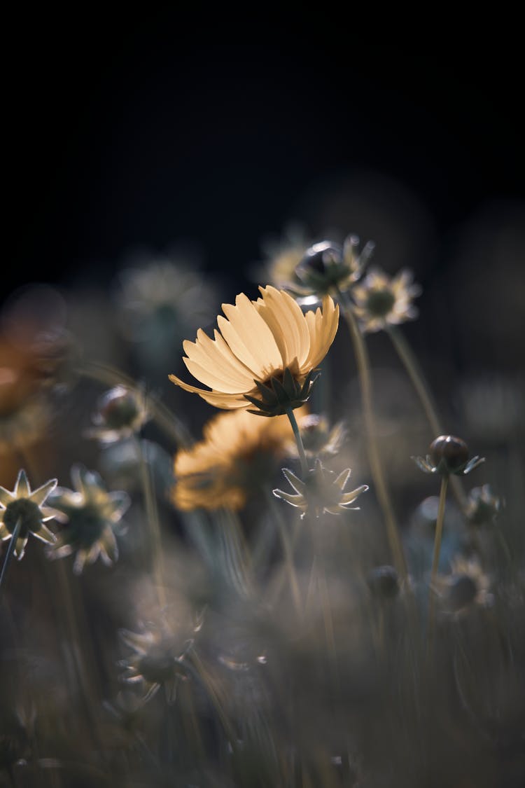 Yellow Flower Blooming In A Field