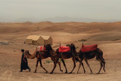 Imagine de stoc gratuită din animale de lucru, animale domestice, arid