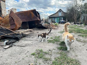 Cats Walking past Rubble of Trash