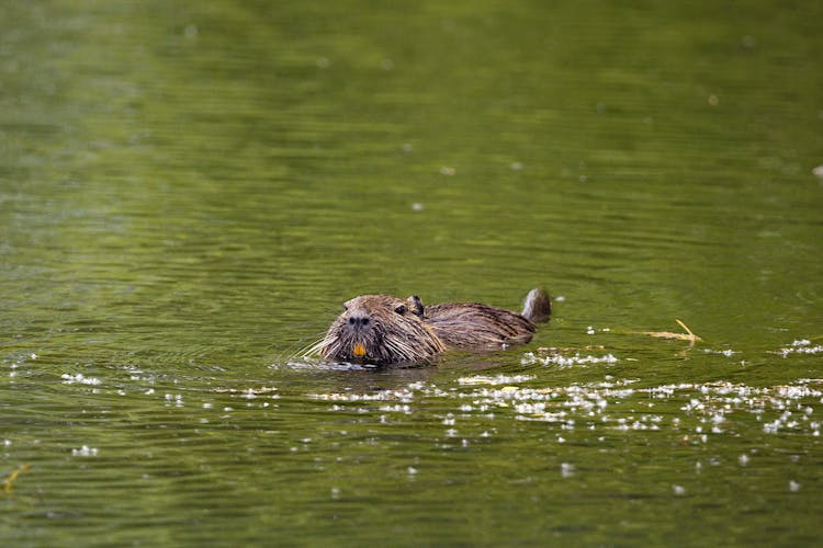 Nutria Swimming In Water