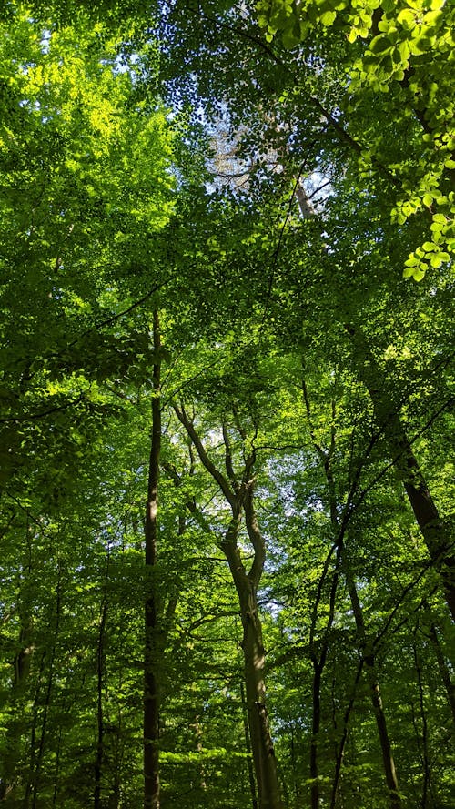 Free açık hava, ağaç, ahşap içeren Ücretsiz stok fotoğraf Stock Photo
