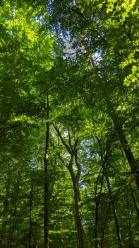 Vibrant green forest canopy with sunlight filtering through leaves in Ukkel, Belgium.