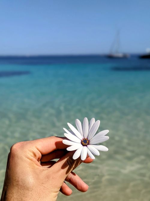 Free A close-up of a white daisy held against a vibrant blue ocean background, showcasing tranquility. Stock Photo