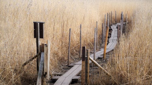 Безкоштовне стокове фото на тему «дерев’яна пішохідна доріжка, надворі, поле»