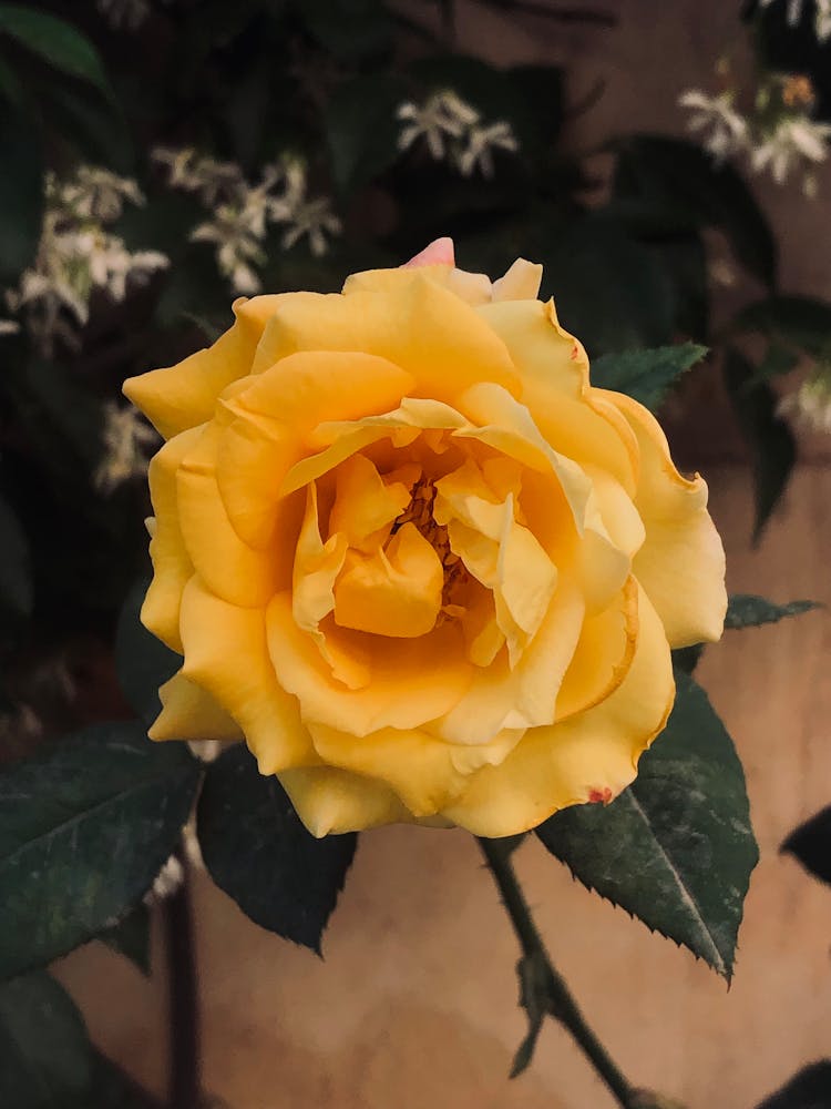 Photo Of A Yellow Flower Head