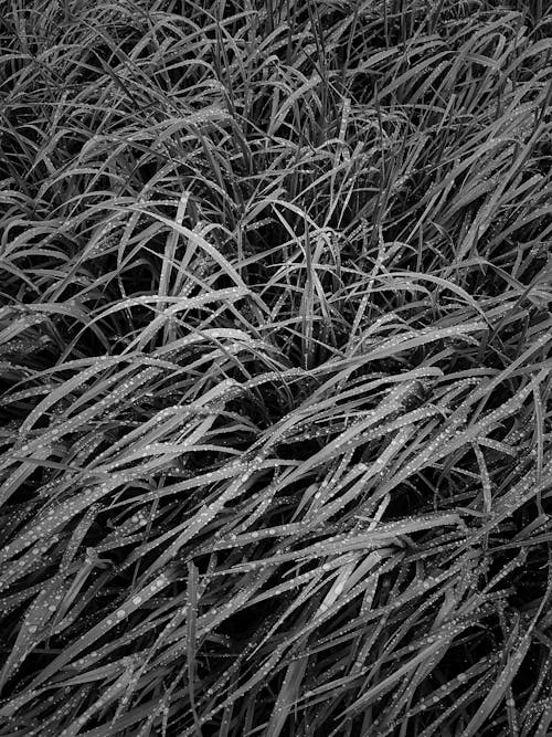 Free Grayscale Photo of Grass Field Stock Photo