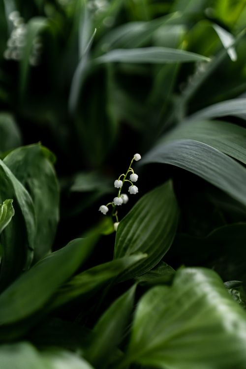 Free Close-up of lily of the valley flowers among vivid green leaves, providing a serene nature scene. Stock Photo