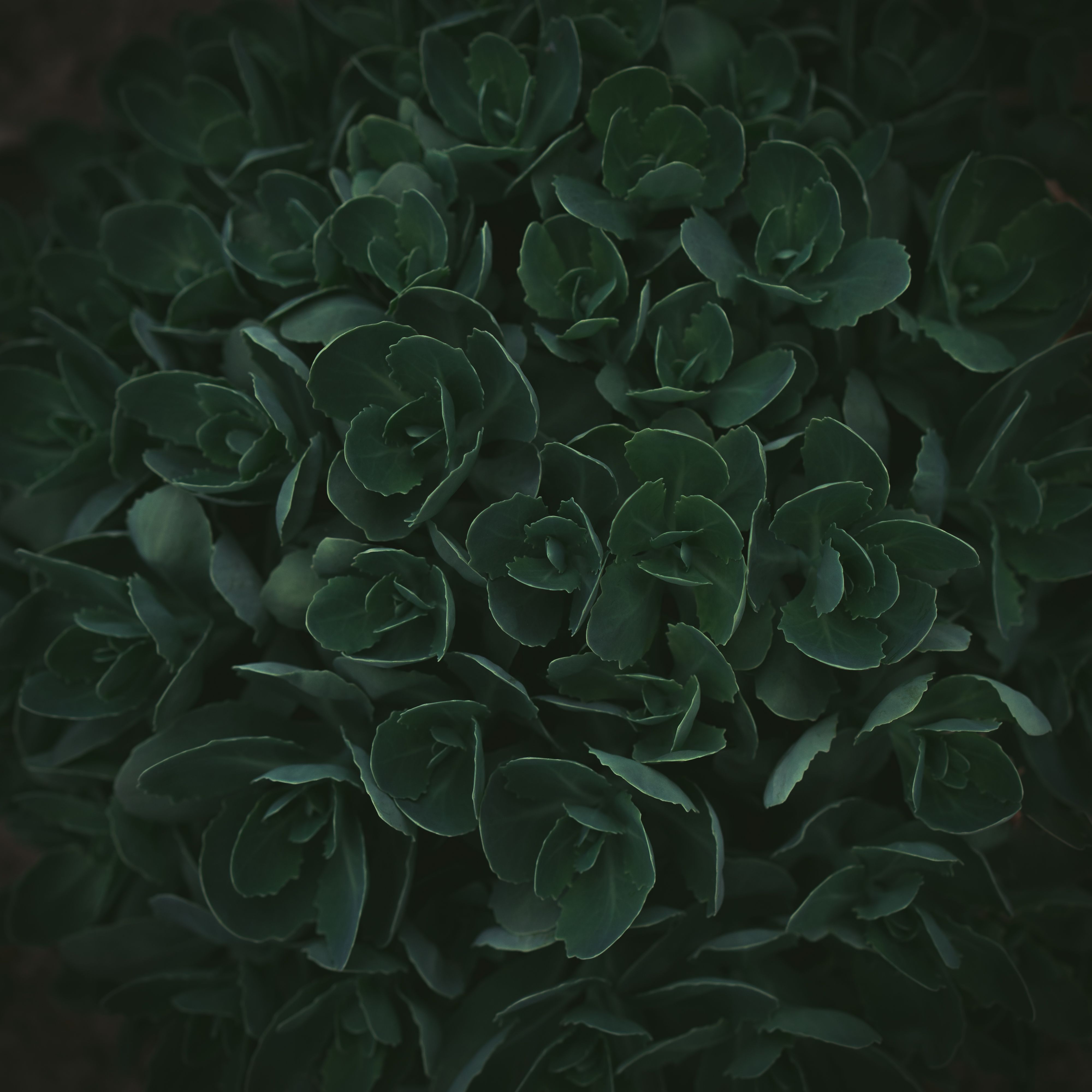 olivenbaum kübelpflanze Olivenbaum Olea europeana auf einem Stamm 15–25 cm