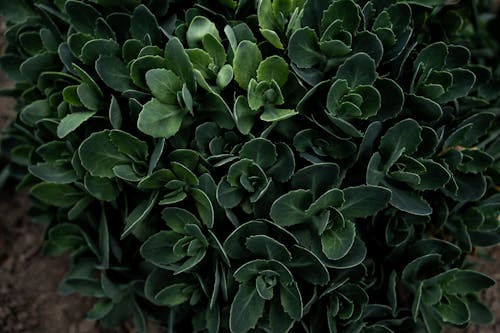bitki, bitkibilim, büyüme içeren Ücretsiz stok fotoğraf