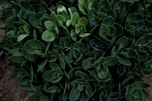 Free A detailed view of vibrant succulent foliage, showcasing lush green leaves. Stock Photo