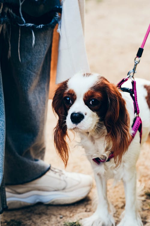 Kostnadsfri bild av Cavalier King Charles Spaniel, djurfotografi, domesticerade