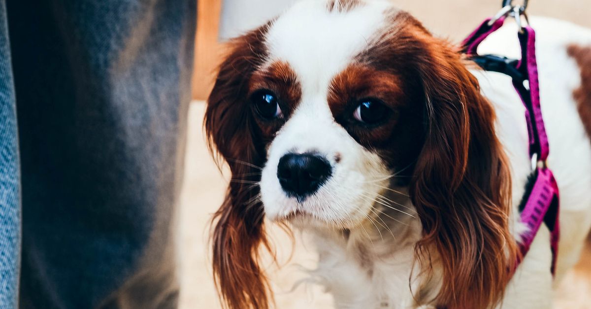 Cavalier King Charles Spaniel enjoying a walk outdoors on leash