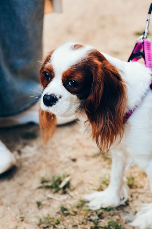 Kostnadsfri bild av Cavalier King Charles Spaniel, djurfotografi, domesticerade